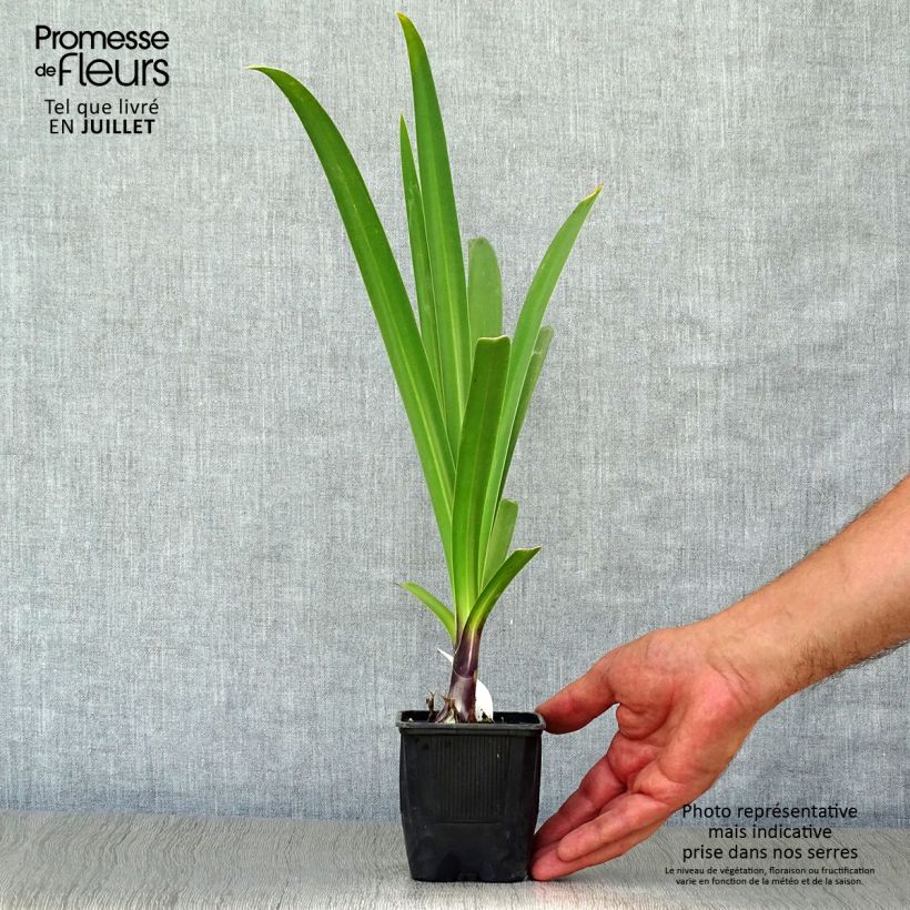 Exemplar von Agapanthus Black Pantha - Schmucklilie Kleine Töpfe von 8/9 cm wie im Sommer geliefert