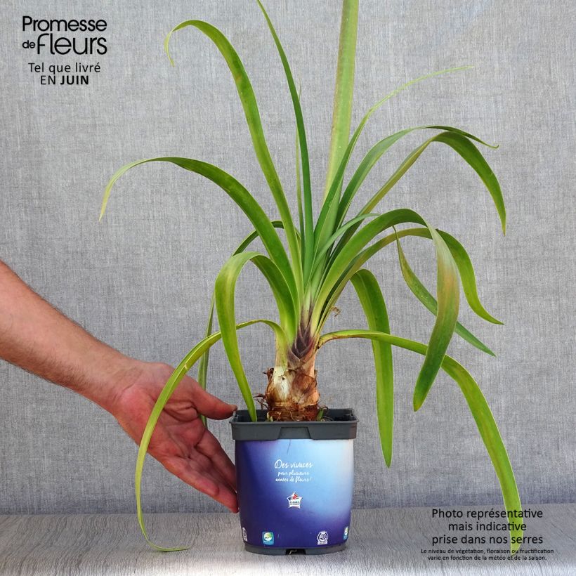 Exemplar von Agapanthus Black Pantha - Schmucklilie Topf mit 2L/3L wie im Sommer geliefert