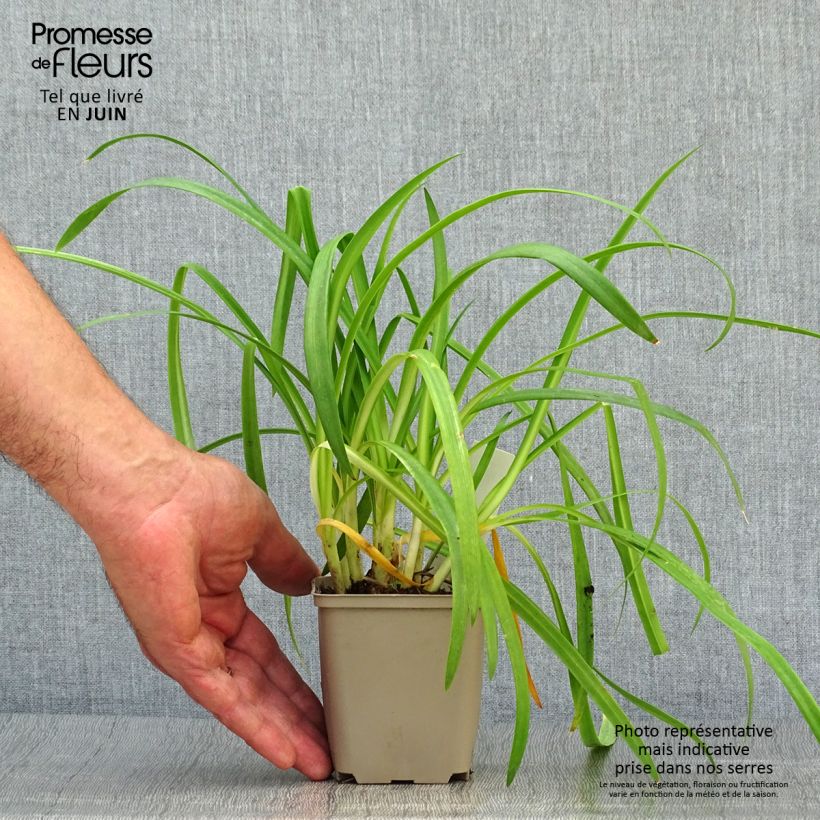 Exemplar von Agapanthus Brilliant Blue - Schmucklilie Kleine Töpfe von 8/9 cm wie im Sommer geliefert