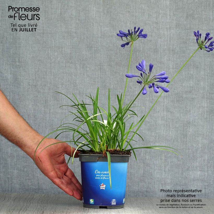 Exemplar von Agapanthus Brilliant Blue - Schmucklilie Topf mit 2L/3L wie im Sommer geliefert