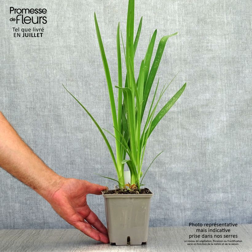 Exemplar von Agapanthus Celebration - Schmucklilie Topf mit 1L/1,5L wie im Sommer geliefert
