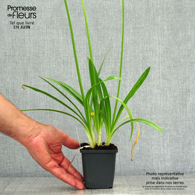 Exemplar von Agapanthus Charlotte - Schmucklilie Kleine Töpfe von 8/9 cm wie im Sommer geliefert
