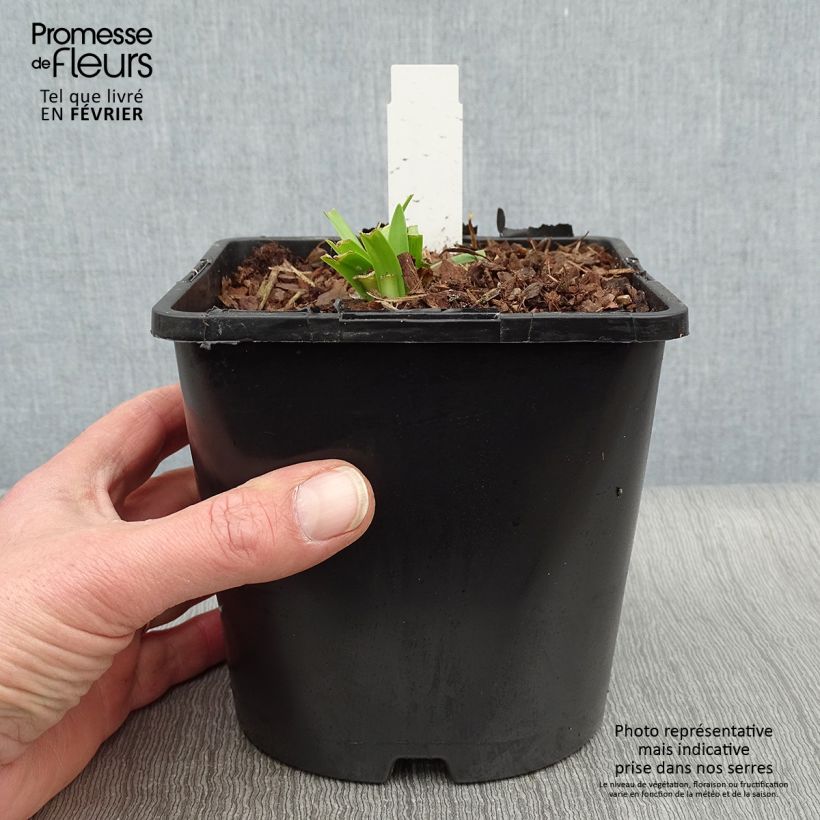 Exemplar von Agapanthus Charlotte - Schmucklilie Topf mit 2L/3L wie im Winter geliefert
