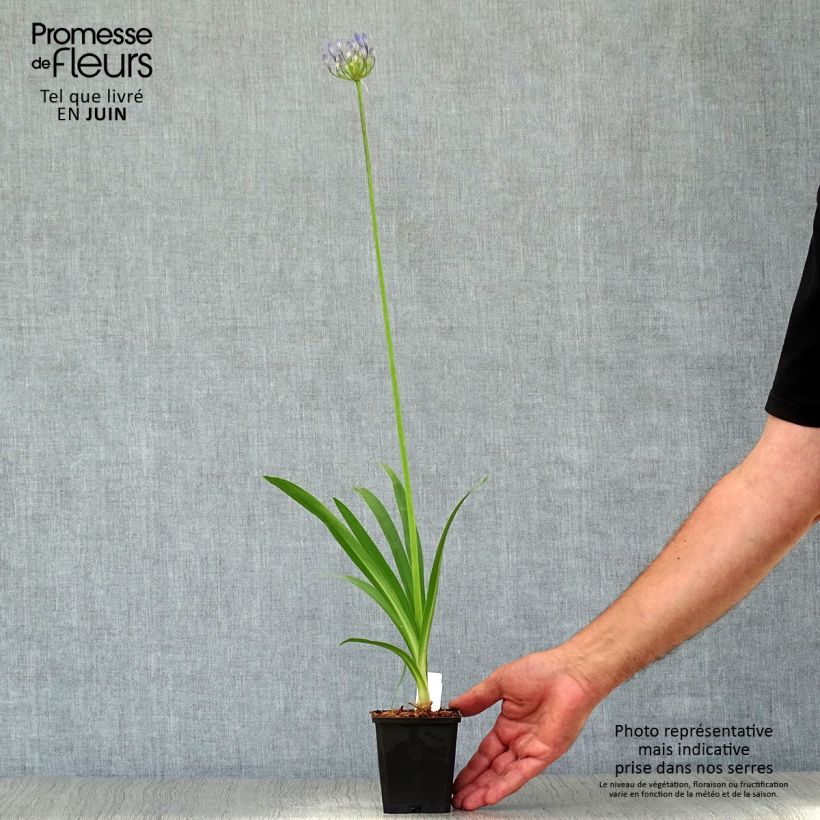 Exemplar von Agapanthus Docteur Brouwer - Schmucklilie Kleine Töpfe von 8/9 cm wie im Sommer geliefert