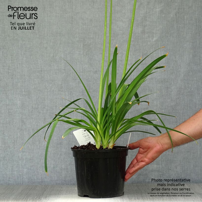Exemplar von Agapanthus Docteur Brouwer - Schmucklilie Topf mit 4L/5L wie im Sommer geliefert