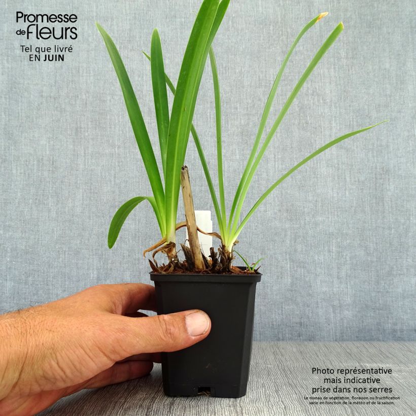 Exemplar von Agapanthus Donau - Schmucklilie Kleine Töpfe von 8/9 cm wie im Sommer geliefert