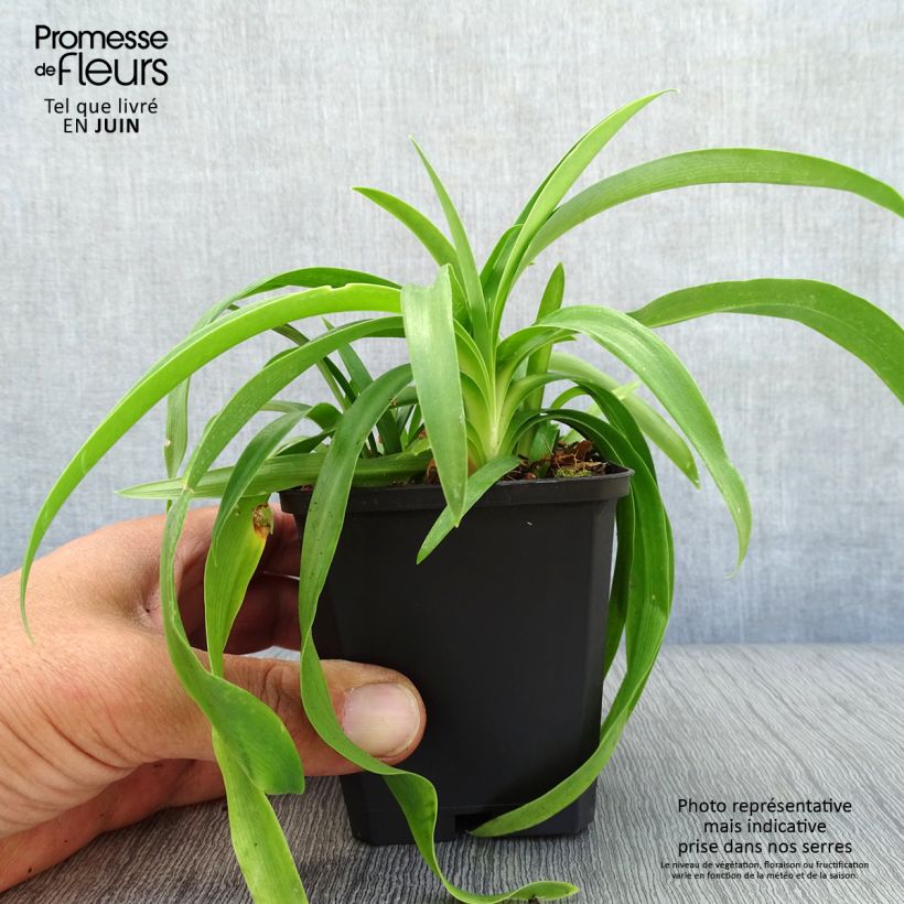 Exemplar von Agapanthus Enigma - Schmucklilie Kleine Töpfe von 8/9 cm wie im Sommer geliefert