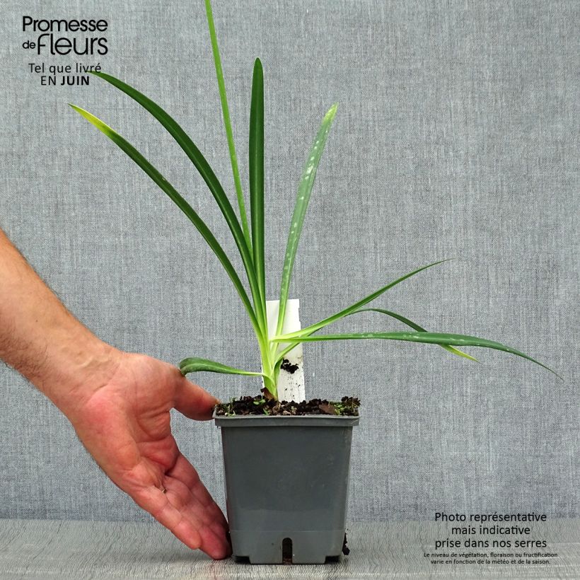Exemplar von Agapanthus Flower of Love - Schmucklilie Topf mit 1L/1,5L wie im Sommer geliefert