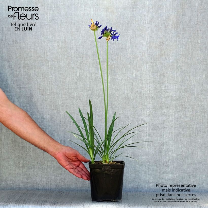 Exemplar von Agapanthus Flower of Love - Schmucklilie Topf mit 3L/4L wie im Sommer geliefert