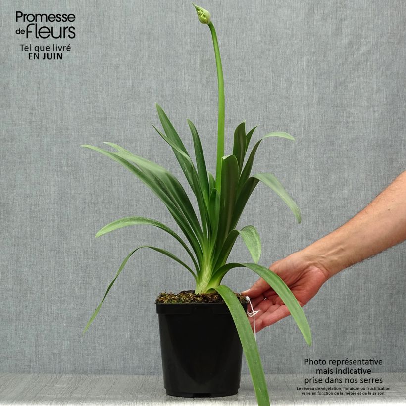 Exemplar von Agapanthus praecosubsp. orientalis Full Moon - Schmucklilie Topf mit 2L/3L wie im Sommer geliefert