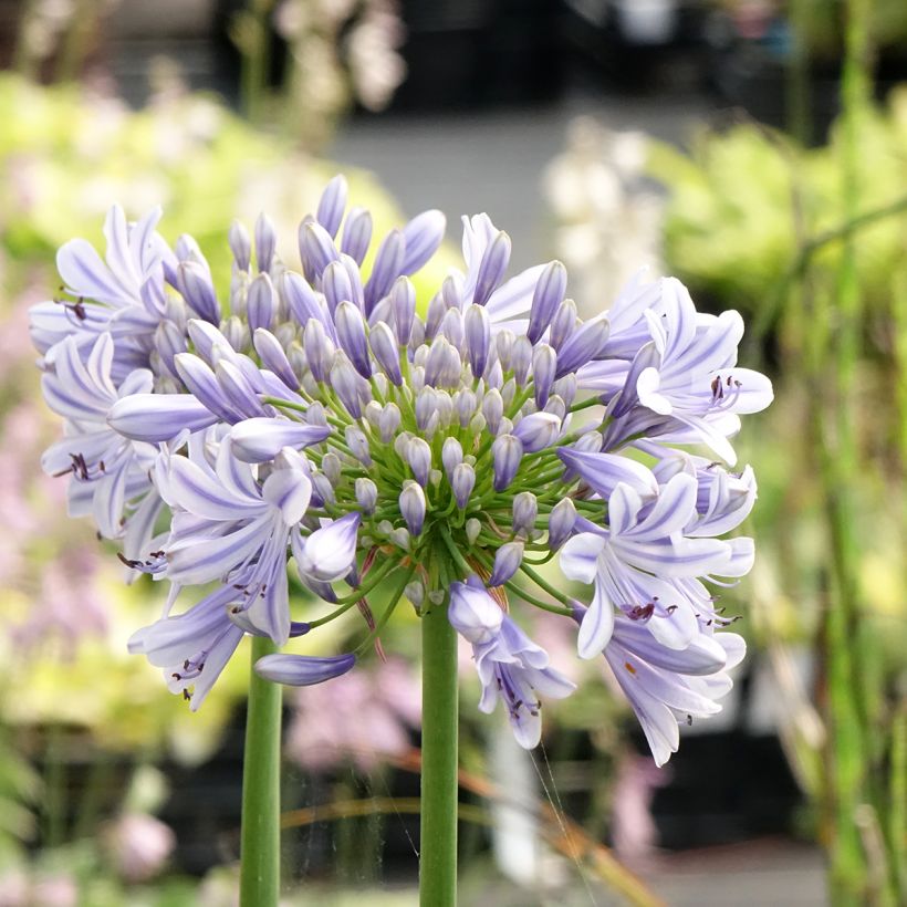Agapanthus praecosubsp. orientalis Full Moon - Schmucklilie (Blüte)