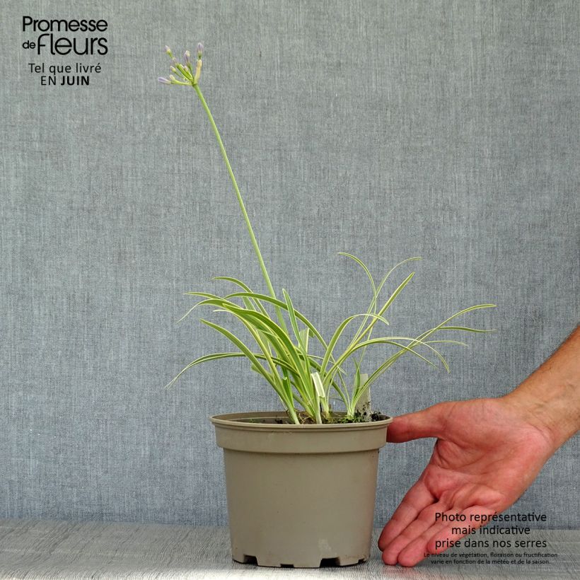 Exemplar von Agapanthus Golden Drop - Schmucklilie Topf mit 2L/3L wie im Sommer geliefert