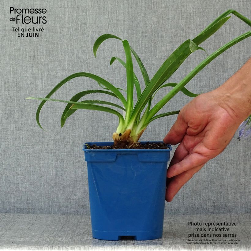 Exemplar von Agapanthus Graphite Blue - Schmucklilie Topf mit 2L/3L wie im Sommer geliefert