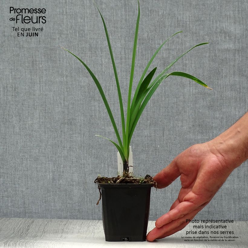 Exemplar von Agapanthus Hybride Headbourne Blue - Schmucklilie Kleine Töpfe von 8/9 cm wie im Sommer geliefert