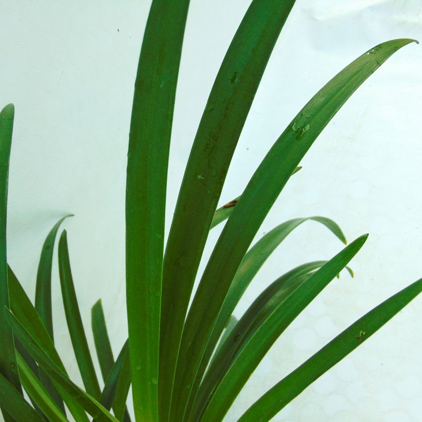 Agapanthus Lavender Haze - Schmucklilie (Laub)
