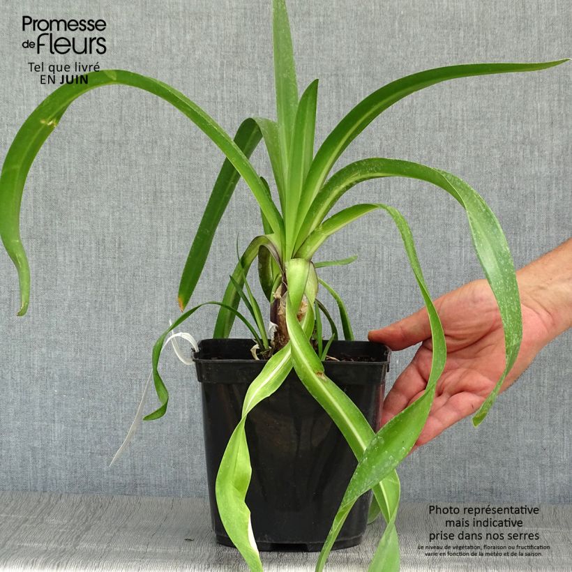 Exemplar von Agapanthus Megan's Mauve - Schmucklilie Topf mit 2L/3L wie im Sommer geliefert