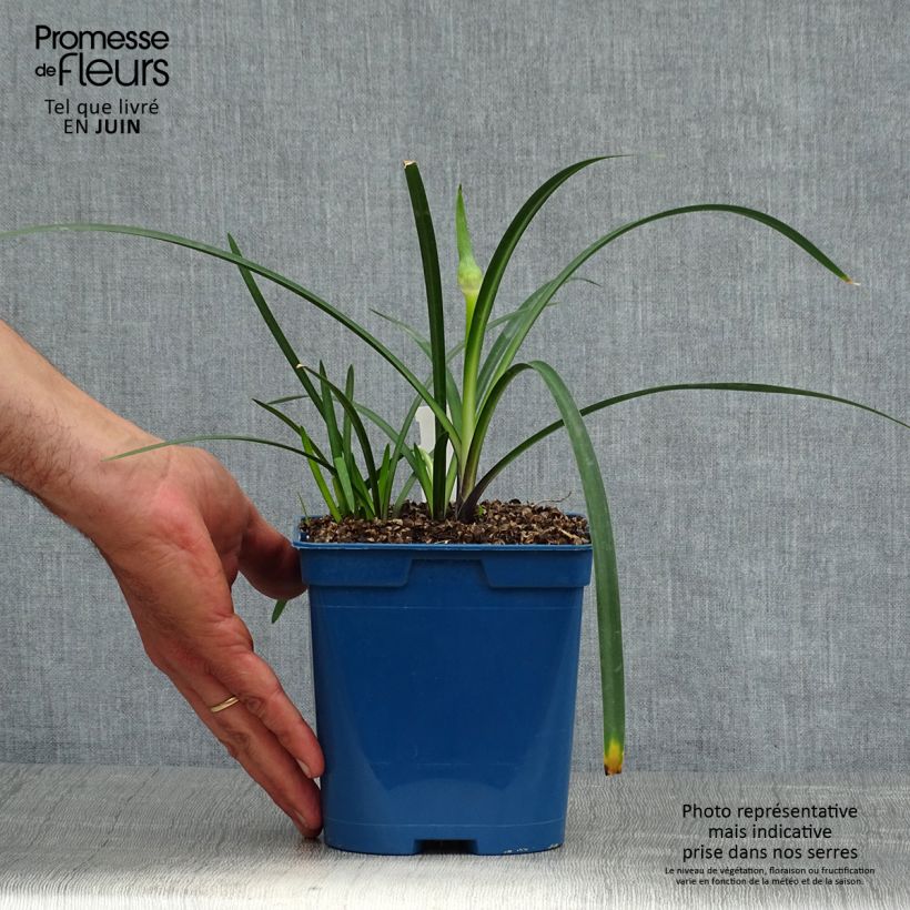 Exemplar von Agapanthus Northern Star - Schmucklilie Topf mit 2L/3L wie im Sommer geliefert