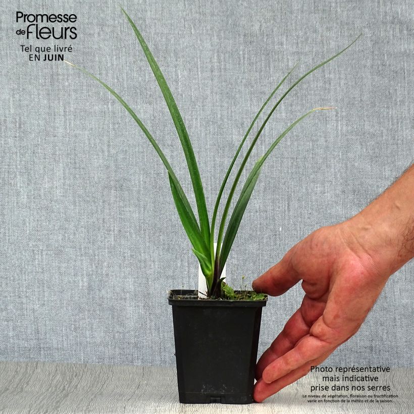 Exemplar von Agapanthus Northern Star - Schmucklilie Kleine Töpfe von 8/9 cm wie im Sommer geliefert