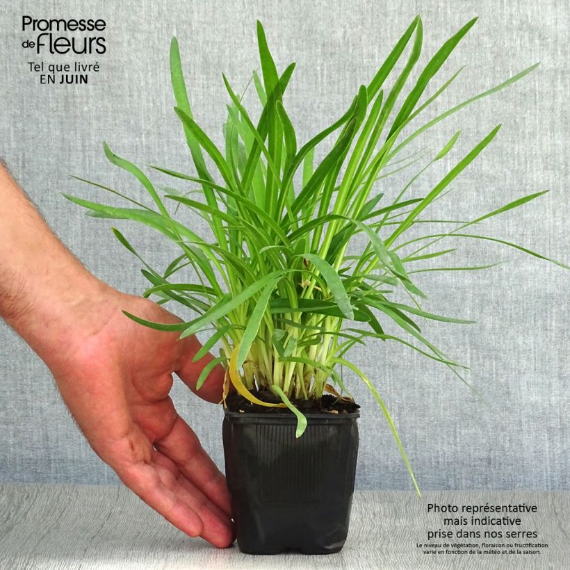 Exemplar von Agapanthus Peter Pan - Schmucklilie Kleine Töpfe von 8/9 cm wie im Sommer geliefert