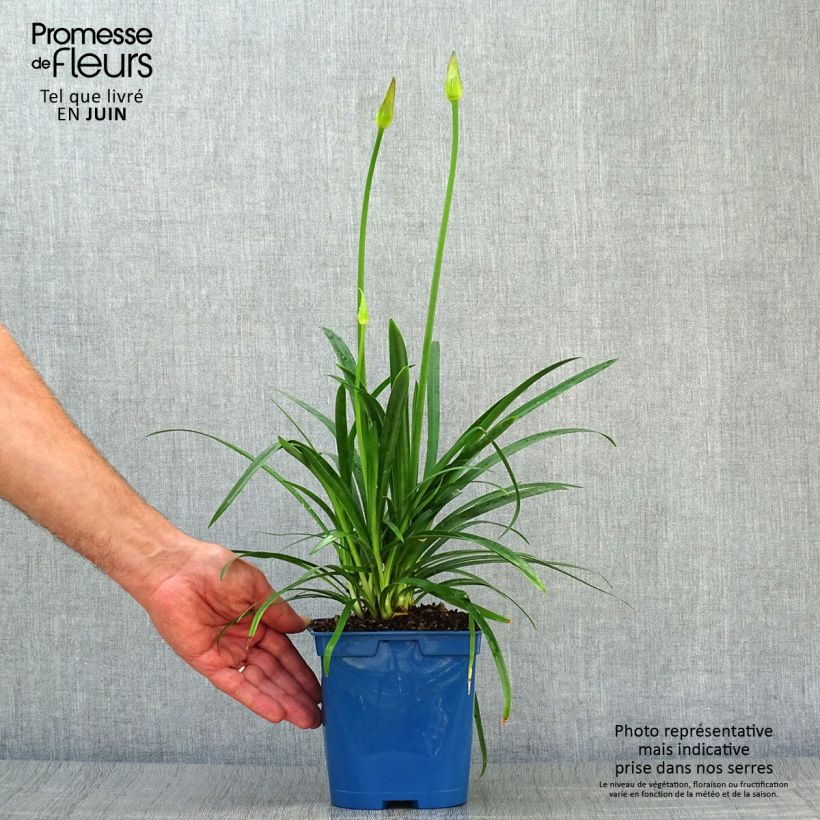 Exemplar von Agapanthus Pitchoune Blue - Schmucklilie Topf mit 2L/3L wie im Sommer geliefert