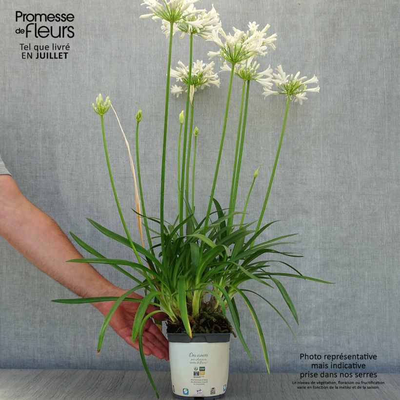 Exemplar von Agapanthus Pitchoune White - Schmucklilie Topf mit 2L/3L wie im Sommer geliefert