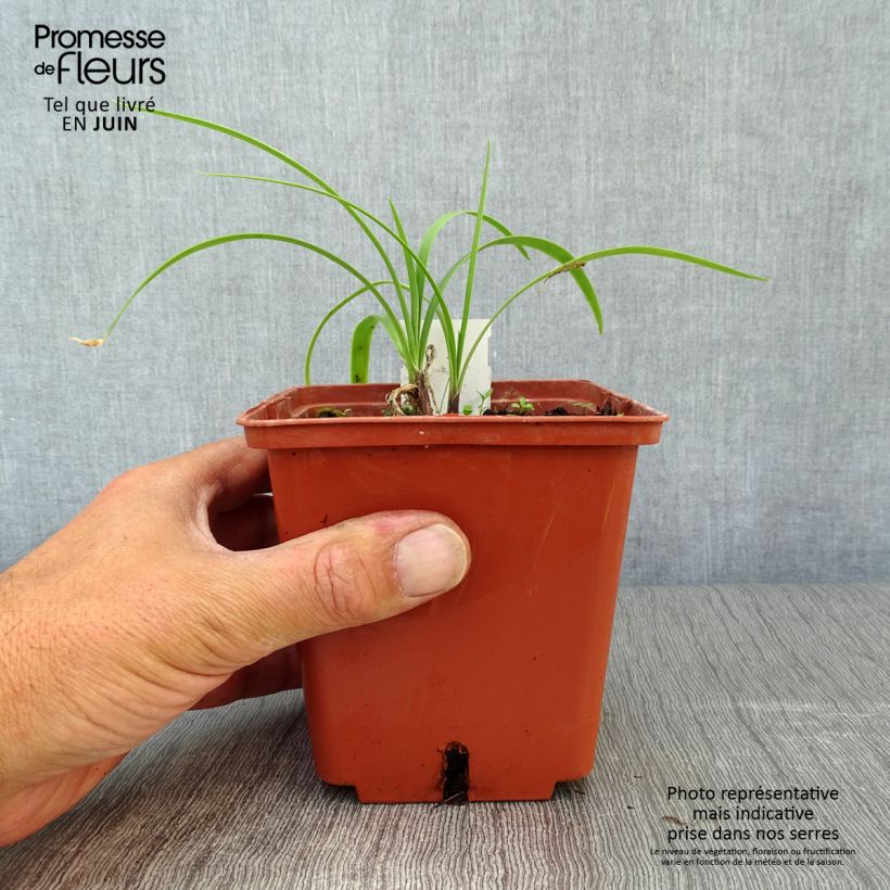 Exemplar von Agapanthus Purple Cloud - Schmucklilie Topf mit 1L/1,5L wie im Sommer geliefert