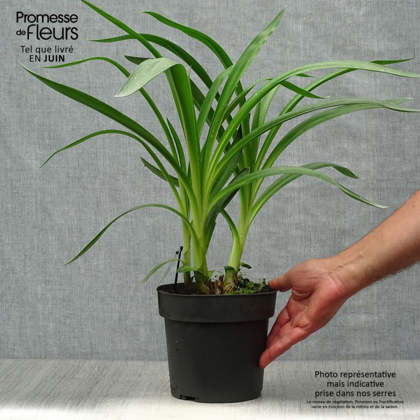 Exemplar von Agapanthus Purple Heart - Schmucklilie Topf mit 2L/3L wie im Sommer geliefert