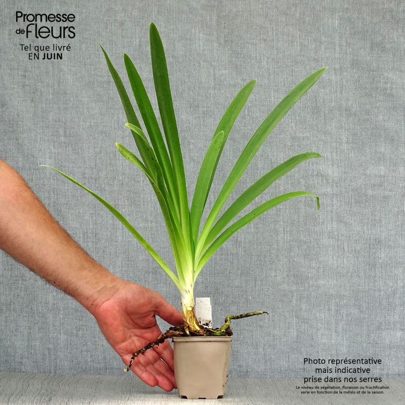 Exemplar von Agapanthus Queen Mum - Schmucklilie Kleine Töpfe von 8/9 cm wie im Sommer geliefert