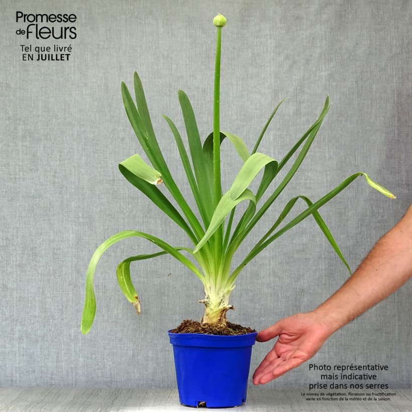 Exemplar von Agapanthus Queen Mum - Schmucklilie Topf mit 2L/3L wie im Sommer geliefert