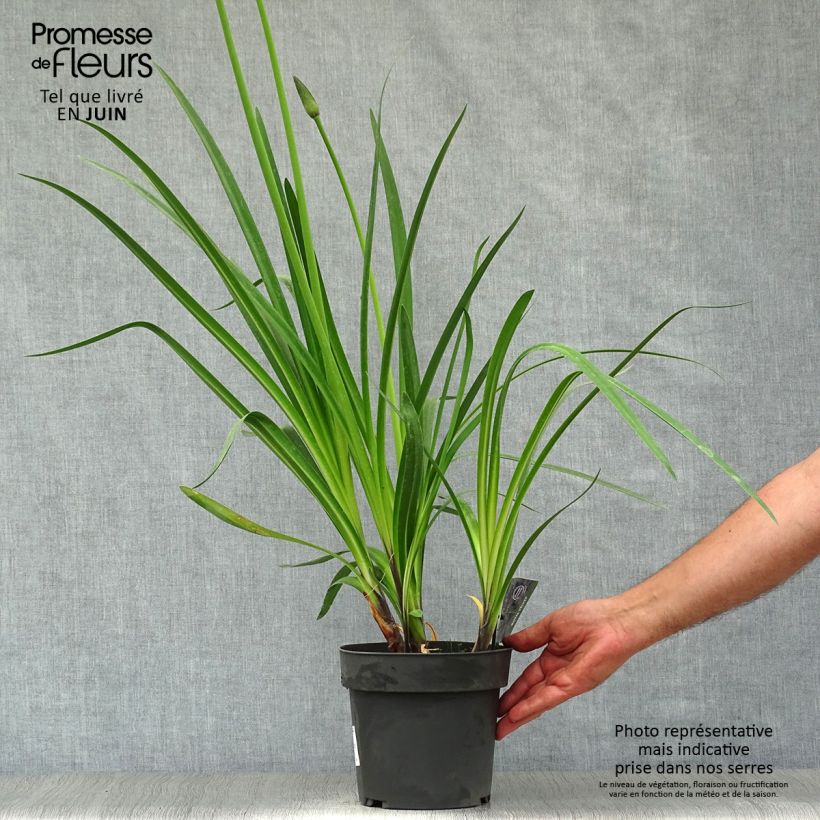 Exemplar von Agapanthus Royal Velvet - Schmucklilie Topf mit 2L/3L wie im Sommer geliefert