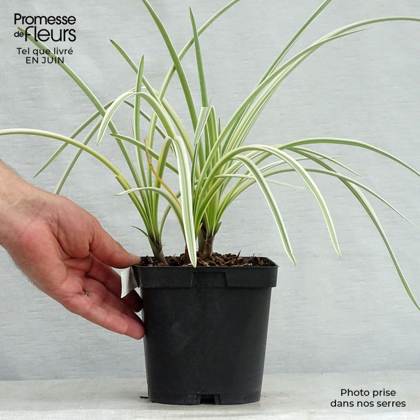 Exemplar von Agapanthus Silver Moon - Schmucklilie Topf mit 1L/1,5L wie im Sommer geliefert