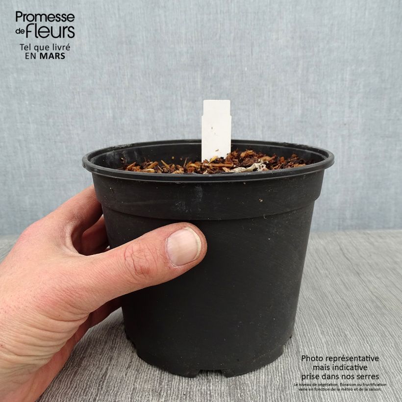 Exemplar von Agapanthus Tinkerbell - Schmucklilie Topf mit 2L/3L wie im Winter geliefert