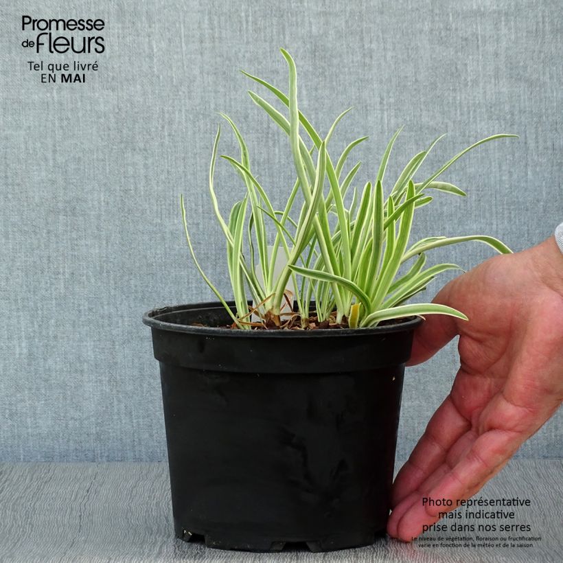 Exemplar von Agapanthus Tinkerbell - Schmucklilie Topf mit 2L/3L wie im Frühjahr geliefert