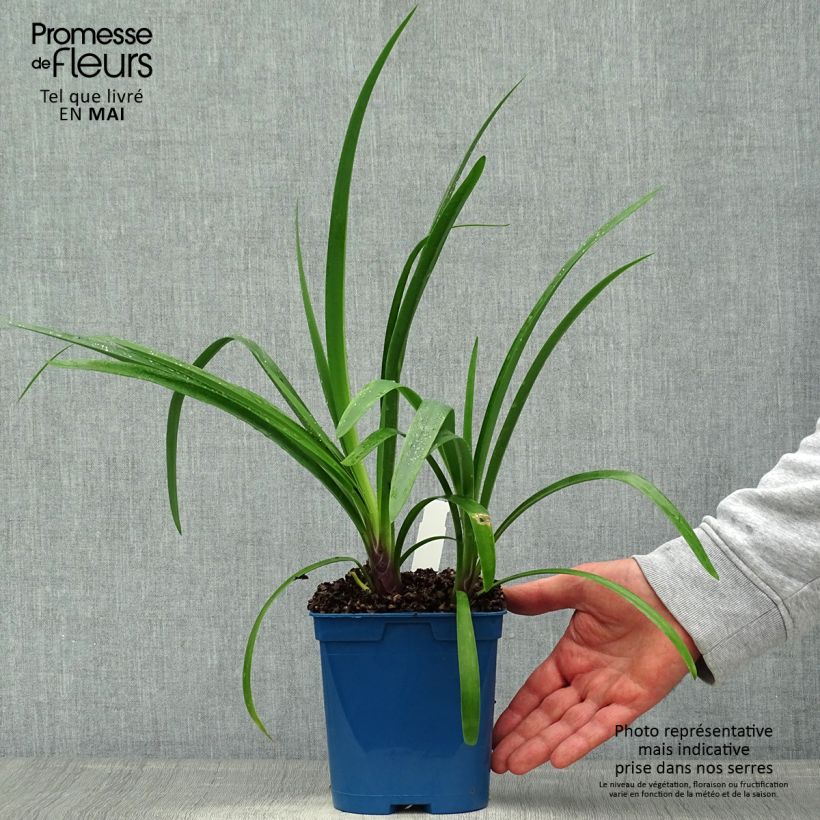 Exemplar von Agapanthus Vallée de la Loire - Schmucklilie Topf mit 2L/3L wie im Frühjahr geliefert