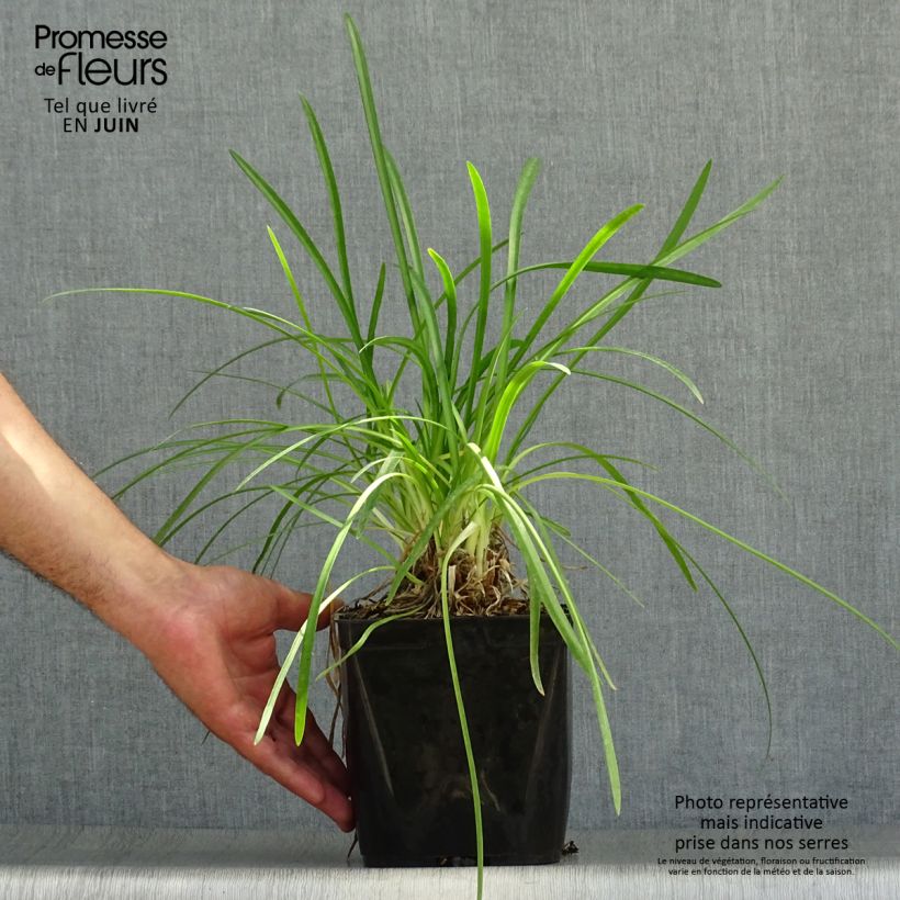 Exemplar von Agapanthus Vallée de la Romanche - Schmucklilie Topf mit 2L/3L wie im Sommer geliefert