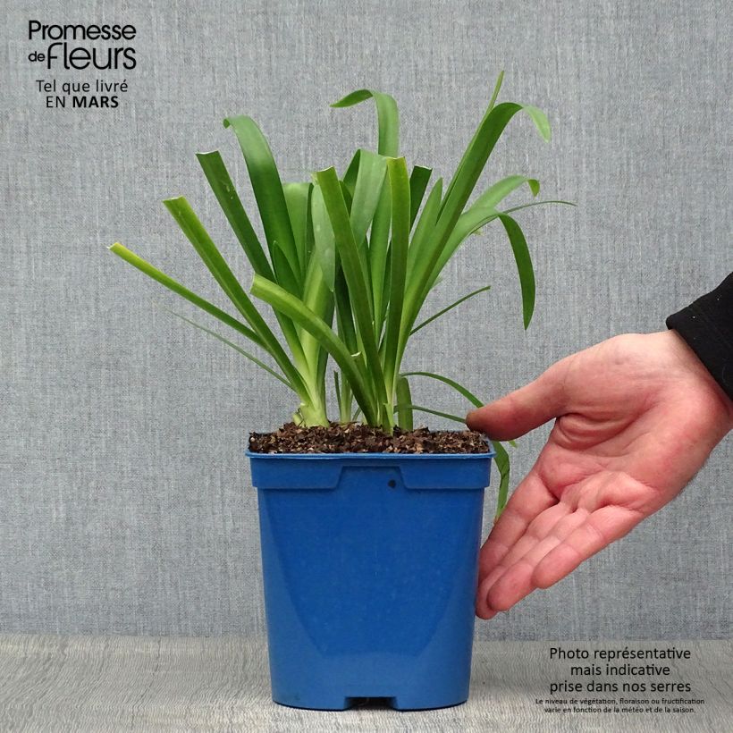 Exemplar von Agapanthus Vallée de la Sarthe - Schmucklilie Topf mit 2L/3L wie im Frühjahr geliefert