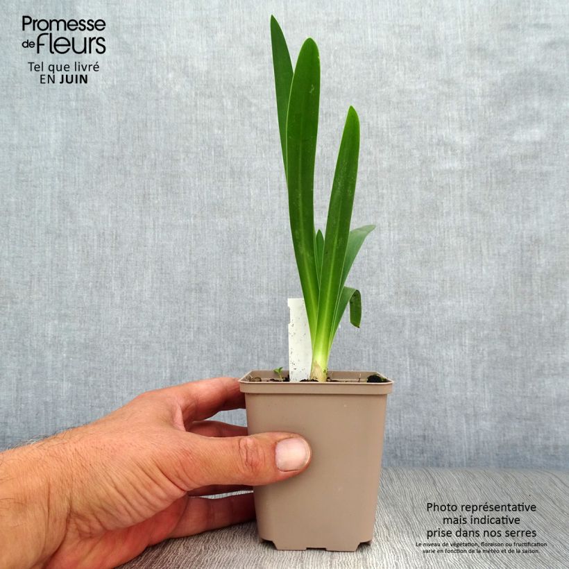 Exemplar von Agapanthus White Heaven - Schmucklilie Kleine Töpfe von 8/9 cm wie im Sommer geliefert