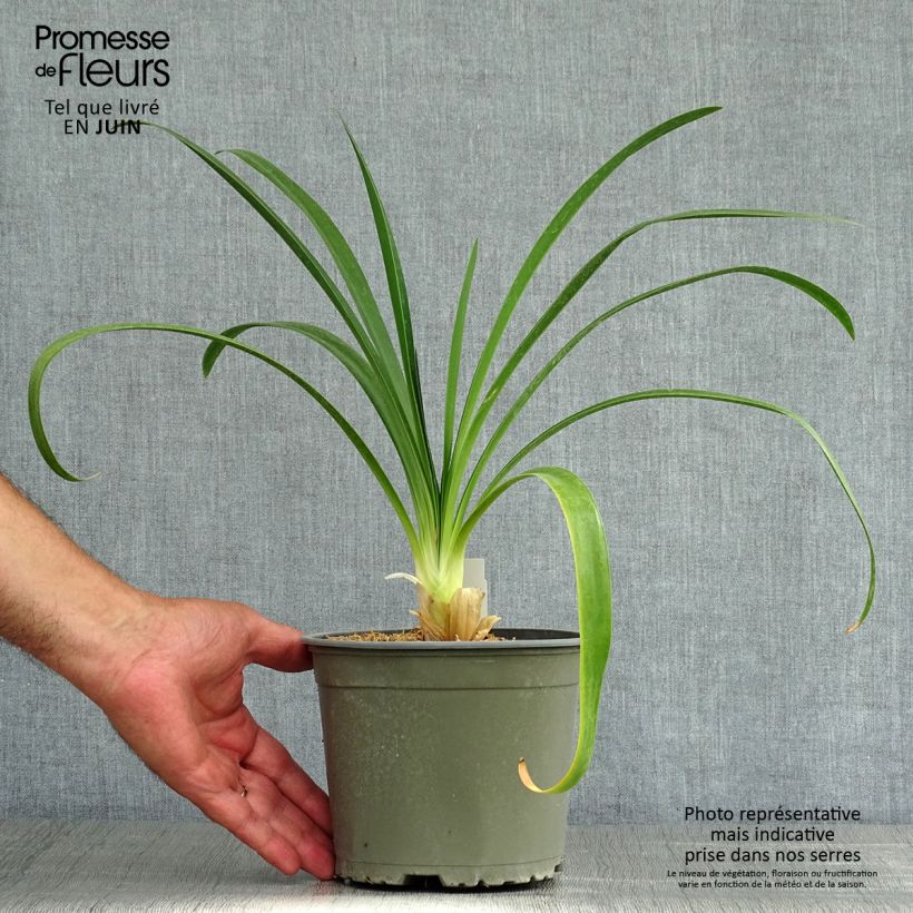Exemplar von Agapanthus White Heaven - Schmucklilie Topf mit 2L/3L wie im Sommer geliefert