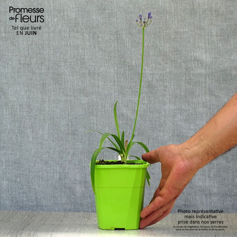 Exemplar von Agapanthus Ever Sapphire - Schmucklilie Topf mit 1,5L/2L wie im Sommer geliefert