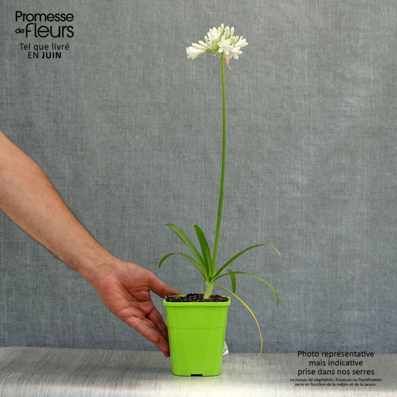 Exemplar von Agapanthus Ever White - Schmucklilie Topf mit 1L/1,5L wie im Sommer geliefert