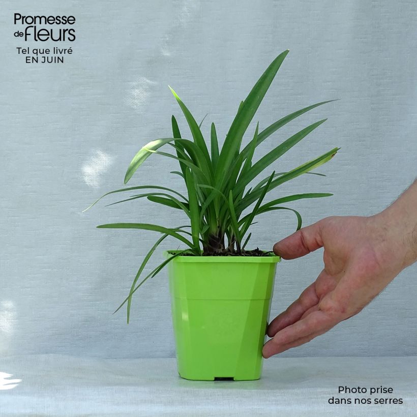 Exemplar von Agapanthus Fireworks - Schmucklilie Topf mit 1L/1,5L wie im Sommer geliefert