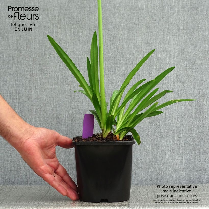 Exemplar von Agapanthus Fireworks - Schmucklilie Topf mit 2L/3L wie im Sommer geliefert