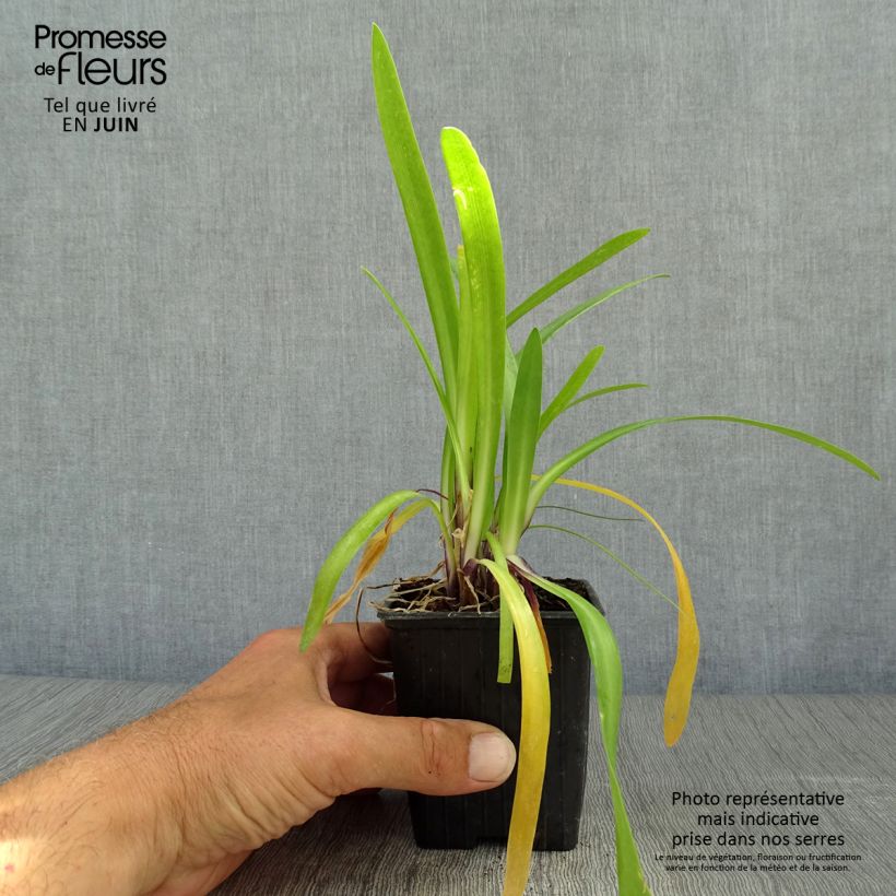 Exemplar von Agapanthus Poppin’ Purple - Schmucklilie Kleine Töpfe von 8/9 cm wie im Sommer geliefert
