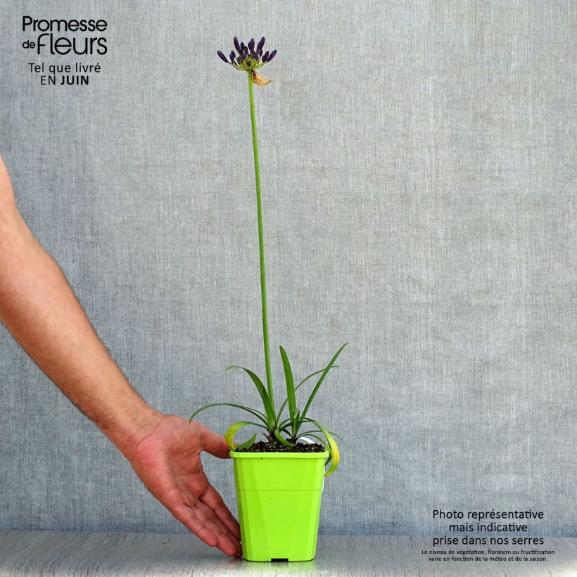 Exemplar von Agapanthus Poppin’ Purple - Schmucklilie Topf mit 1,5L/2L wie im Sommer geliefert