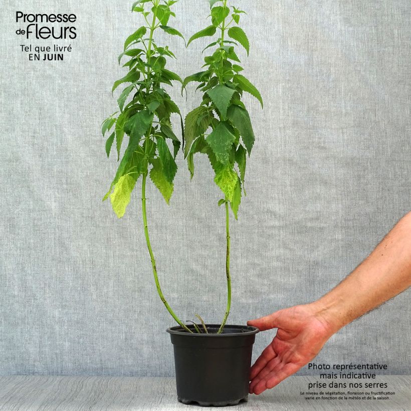 Exemplar von Agastache Blue Fortune - Duftnessel Topf mit 2L/3L wie im Sommer geliefert