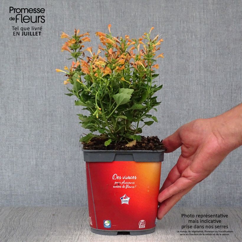 Exemplar von Agastache Kudos Mandarin - Duftnessel Topf mit 2L/3L wie im Sommer geliefert