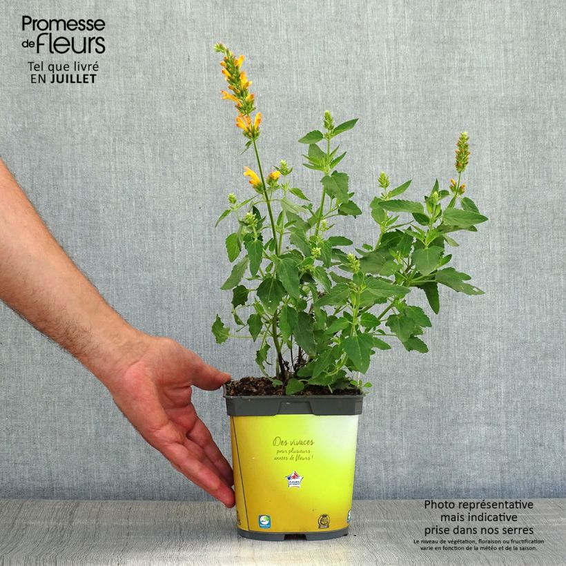 Exemplar von Agastache Poquito Butter Yellow - Duftnessel Topf mit 2L/3L wie im Sommer geliefert