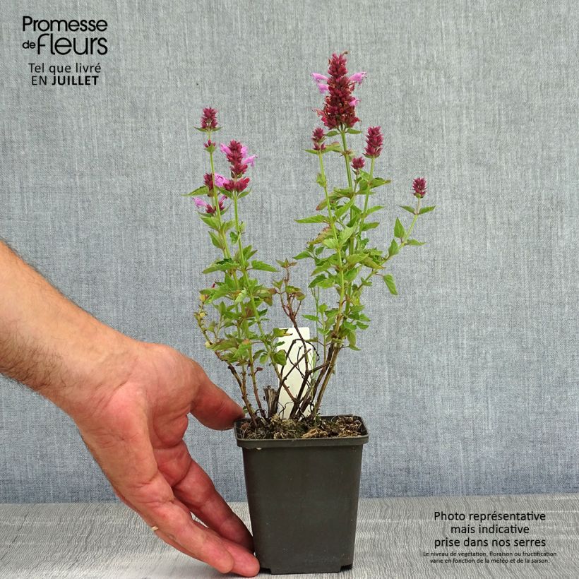 Exemplar von Agastache Poquito Lavender - Duftnessel Kleine Töpfe von 8/9 cm wie im Sommer geliefert