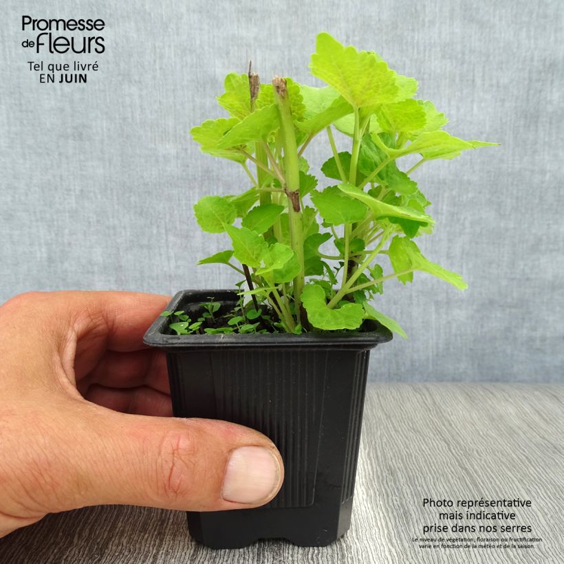 Exemplar von Agastache foeniculum Golden Jubilee - Duftnessel Kleine Töpfe von 7/8 cm wie im Sommer geliefert