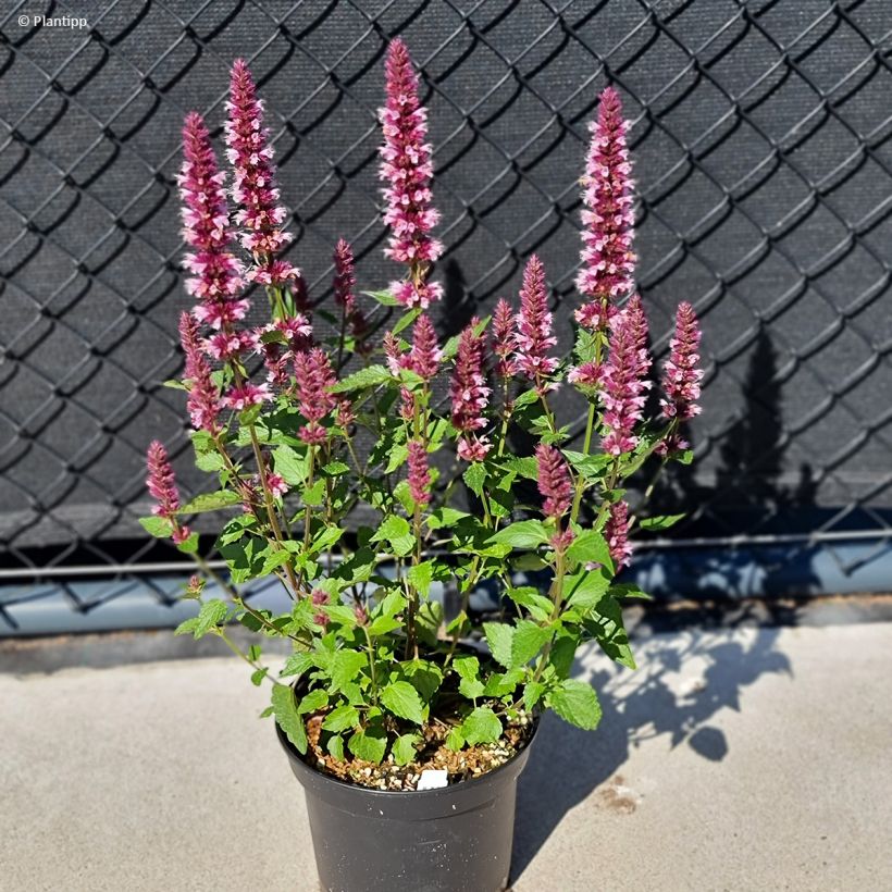 Agastache Beelicious Pink - Duftnessel (Hafen)